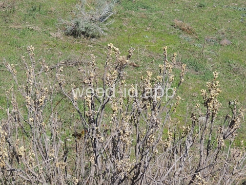 poison-ivy, Rydberg's